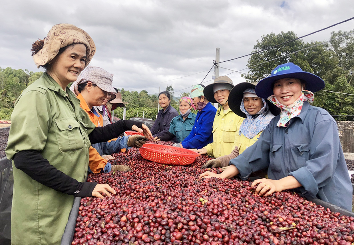 2-Chị Xuân đã vận động 15 hộ nông dân tại thị trấn Ia Ly, huyện Chư Pah hình thành tổ liên kết sản xuất, cùng nhau phát triển kinh tế