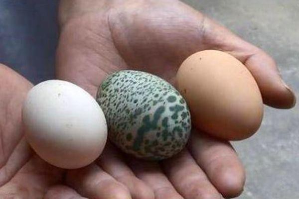 Kỳ lạ: Gà đẻ trứng màu xanh lá cây, có đốm hiếm gặp Ảnh 1