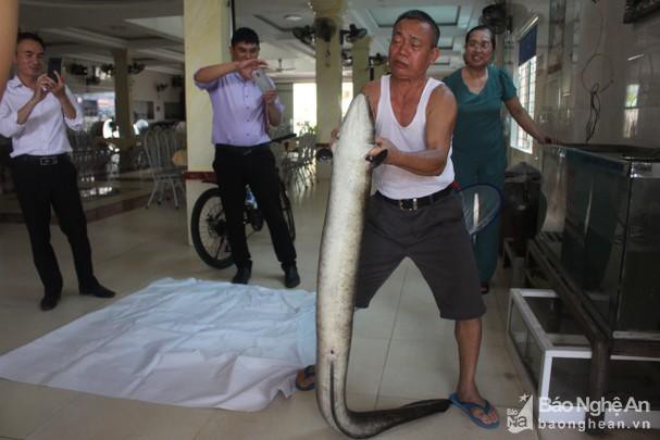 Người dân bắt được 2 con cá lệch 'khủng' trên Sông Lam, bán hơn 30 triệu đồng Ảnh 1