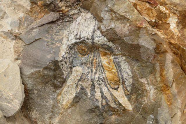 Phát hiện hóa thạch sinh vật kỷ Jura trên sa mạc Chile Ảnh 1