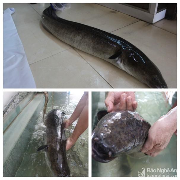 Người dân bắt được 2 con cá lệch 'khủng' trên Sông Lam, bán hơn 30 triệu đồng Ảnh 3