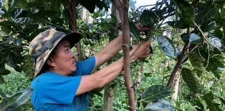  Theo quy hoạch phát triển vùng nguyên liệu rau, hoa, cây ăn quả trên địa bàn đến năm 2025 và tầm nhìn đến năm 2040, huyện Chư Prông ổn định diện tích rau 2.300 ha, cây ăn quả khoảng 4.000 ha vào năm 2025.