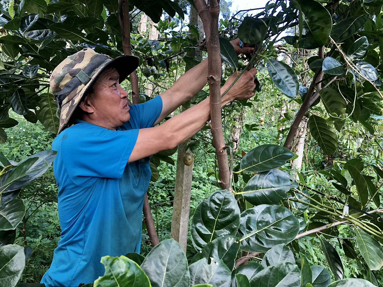  Theo quy hoạch phát triển vùng nguyên liệu rau, hoa, cây ăn quả trên địa bàn đến năm 2025 và tầm nhìn đến năm 2040, huyện Chư Prông ổn định diện tích rau 2.300 ha, cây ăn quả khoảng 4.000 ha vào năm 2025.