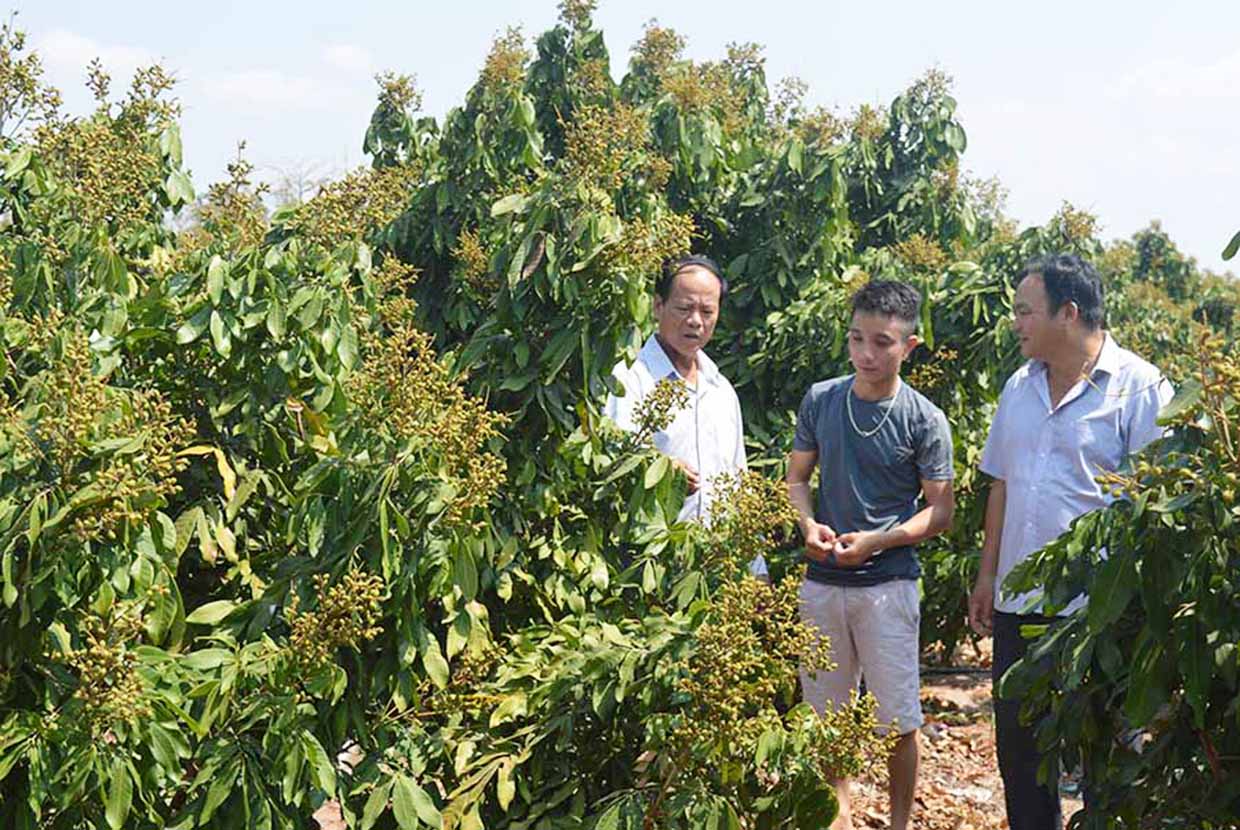  Ông Nguyễn Viết Tất (bên trái, trú xã Ia Piơr, huyện Chư Prông) trao đổi cách chăm sóc cây ăn quả với hội viên trong xã. Ảnh: A.H