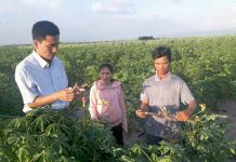 Cán bộ phòng nông nghiệp và PTNT huyện Phú Thiện hướng dẫn người dân nhổ bỏ cây mì bị bệnh khảm lá. Ảnh: Lê Nam 