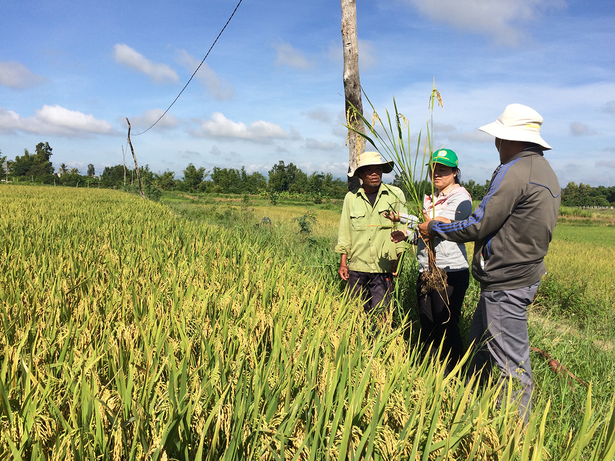  Vụ mùa 2020, Trung tâm Dịch vụ nông nghiệp huyện Đak Pơ phối hợp với 2 xã Tân An và Phú An triển khai dự án trồng lúa An Sinh 1399 trên diện tích 97 ha. Sau 3 tháng triển khai, dự án được nông dân đánh giá rất cao.