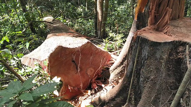 Nhiều cây gỗ lớn như thế này đã bị lâm tặc đốn hạ trái phép /// Ảnh: Trần Hiếu