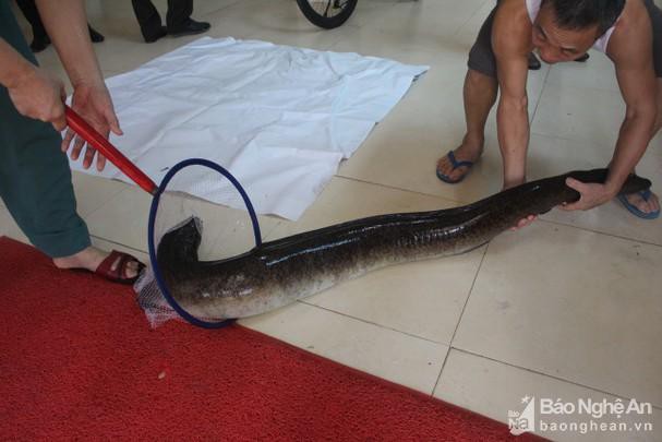 Người dân bắt được 2 con cá lệch 'khủng' trên Sông Lam, bán hơn 30 triệu đồng Ảnh 2