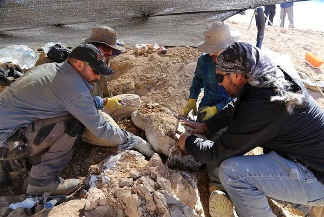 Phát hiện hóa thạch sinh vật kỷ Jura trên sa mạc Chile Ảnh 2