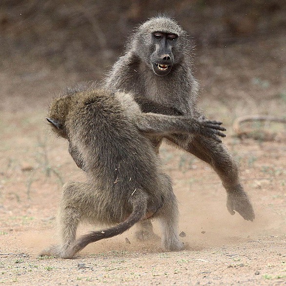 Khỉ đầu chó đực thường phải cạnh tranh gay gắt để giành vị trí cao nhất trong một nhóm - Ảnh: DAILY MIRRO