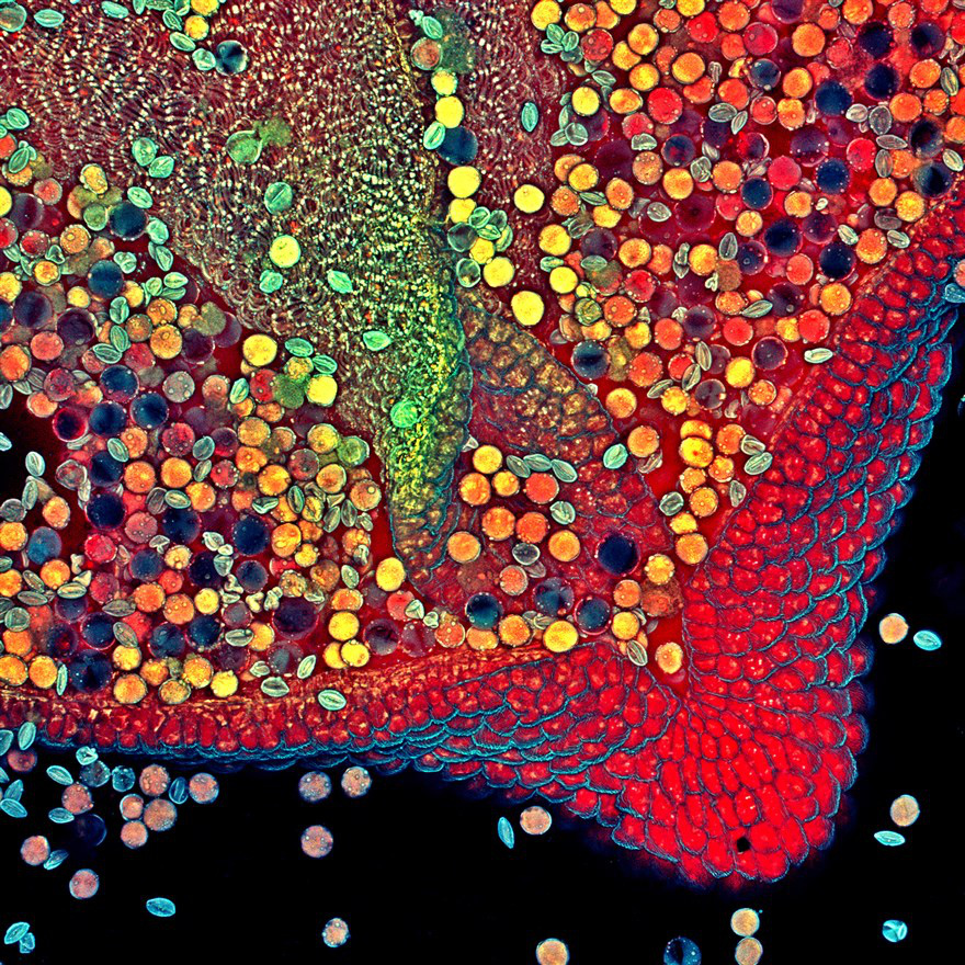 Hình ảnh dưới kính hiển vi của phấn hoa trong bao phấn. Ảnh của tiến sĩ Robert Markus và Zsuzsa Markus tại Đại học Nottingham (Anh).