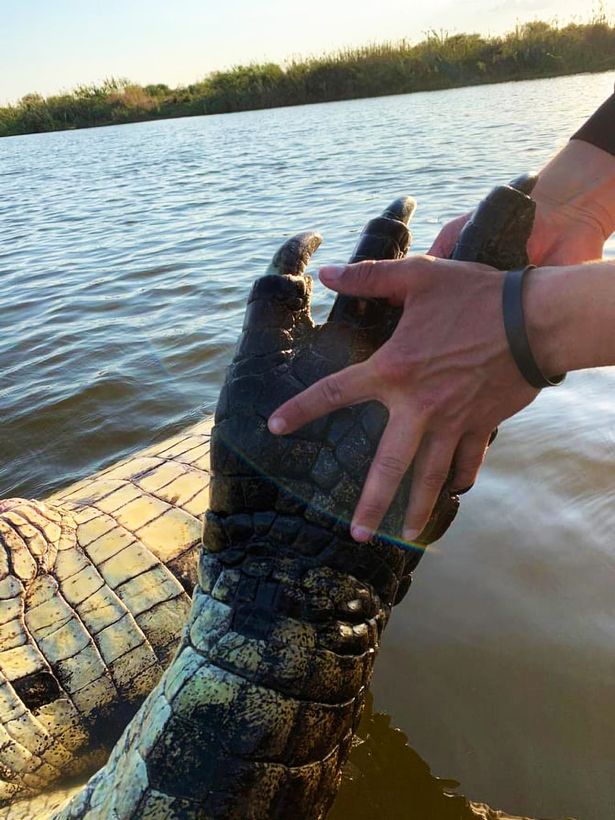 Bàn tay người quá nhỏ bé so với bàn chân của con cá sấu khổng lồ. Ảnh: News Flash