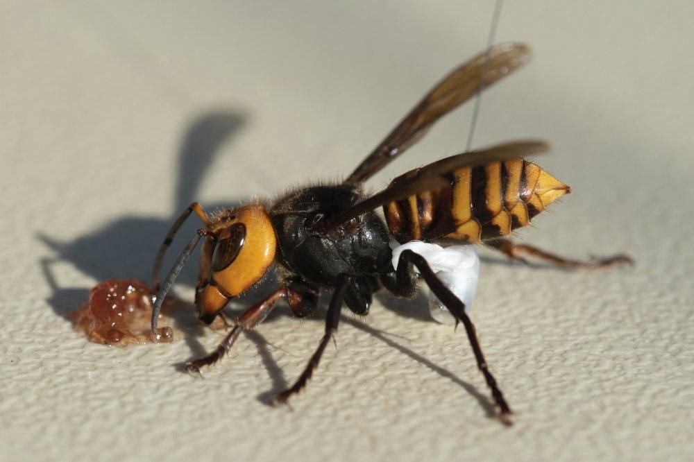 Mỹ phá hủy tổ ong vò vẽ châu Á xâm lấn đầu tiên Ảnh 4