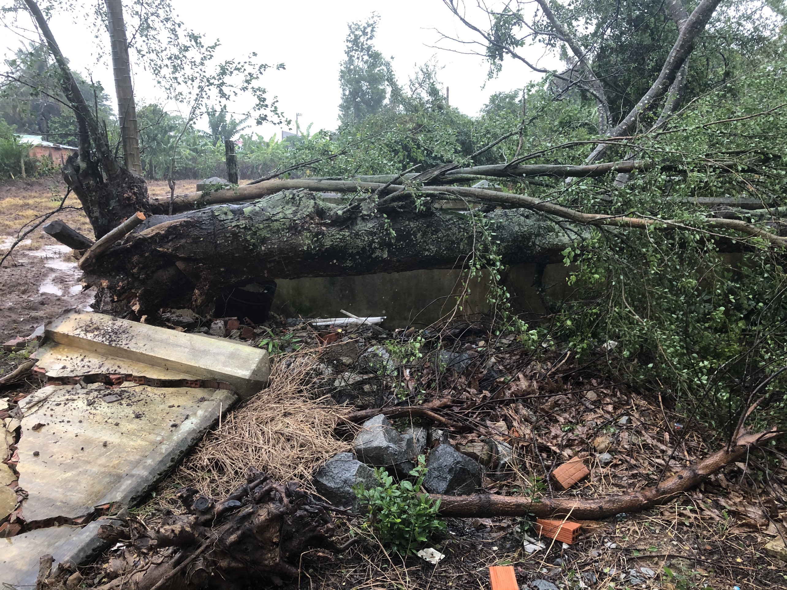 Một cây cổ thụ ngã đổ làm sập tường UBND xã Tân An, huyện Đak Pơ. Ảnh: Lê Nam