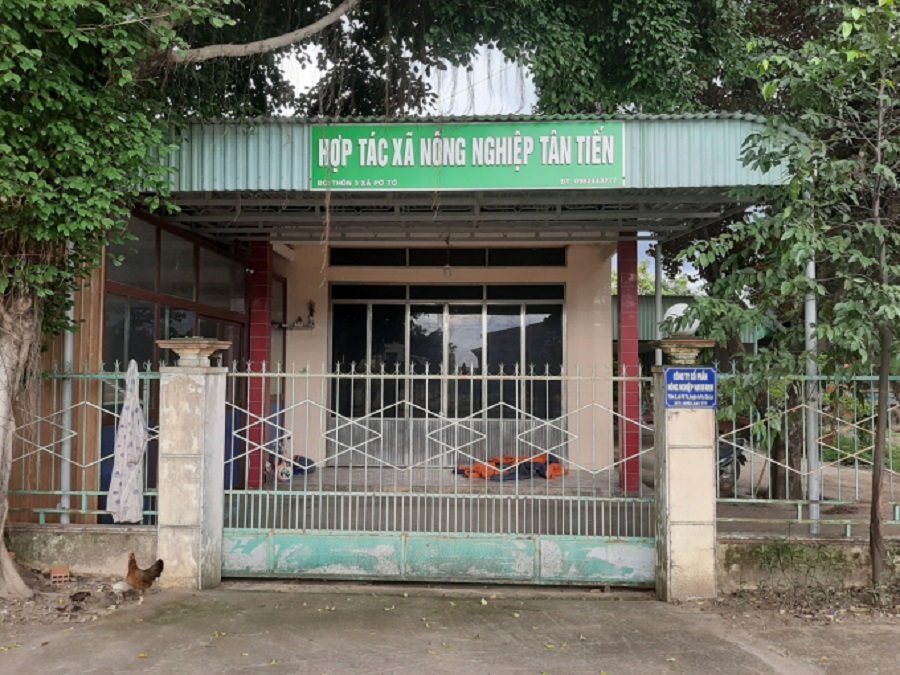 HTX Tân Tiến được giao thực hiện mô hình trồng cây dược liệu. Ảnh: Trần Nam. 2