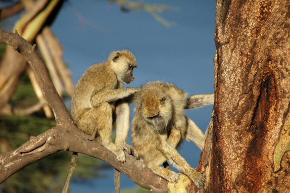 Khỉ đầu chó có xu hướng thích chải chuốt, âu yếm gần gũi bạn khác giới - Ảnh: SciTechDaily