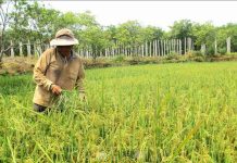 Gia Lai: Ứng dụng nhiều biện pháp phục hồi đất nông nghiệp
