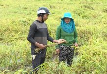 Phú Thiện: Mưa kéo dài làm 949 ha lúa ngã đổ, thiệt hại hơn 8 tỷ đồng