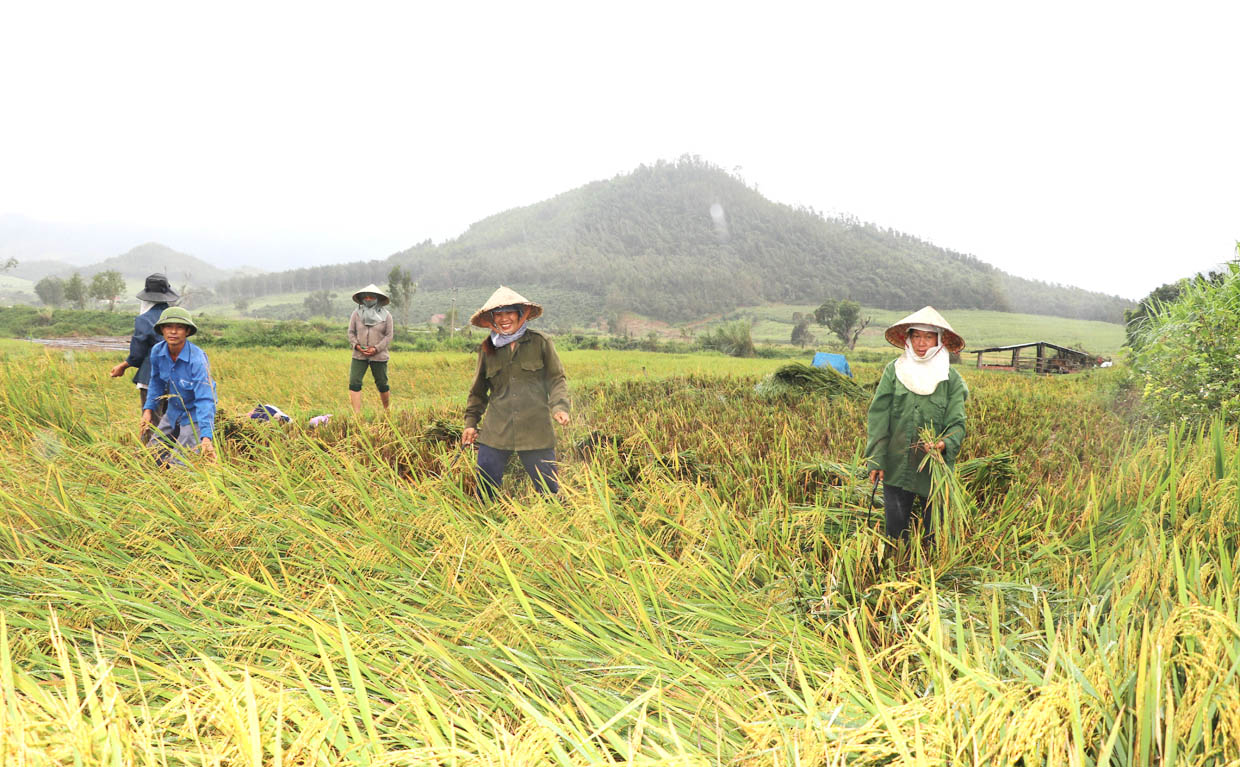 Bà Hoàng Thị Đẹp (bên phải, thôn 1, xã Lơ Ku, huyện Kbang) giúp các hộ dân trong thôn thu hoạch lúa. Ảnh: Ngọc Minh
