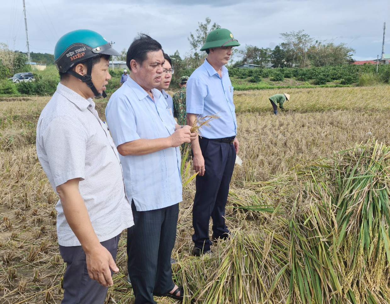 Phó Chủ tịch UBND tỉnh Kpă Thuyên (thứ 2 từ trái qua) kiểm tra tình hình thiệt hại lúa vụ mùa ở xã Lơ Ku (huyện Kbang). Ảnh: Ngọc Sang