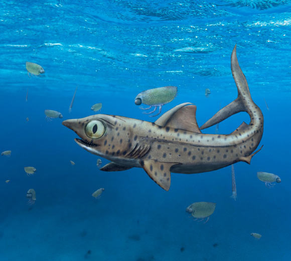 Chân dung kỳ quái của tổ tiên các thủy quái nguy hiểm nhất mọi thời đại: cá mập - Ảnh đồ họa từ nhóm nghiên cứu