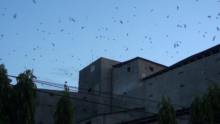 Gia Lai: Xây nhà lầu nuôi "chim tiền tỷ"-nghề siêu lợi nhuận và là "mỏ vàng" ở thị xã Ayun Pa - Ảnh 1. Người dân thị xã Ayun Pa (tỉnh Gia Lai) có thu nhập cao nhờ nuôi chim yến lấy tổ. Ảnh: Hoành Sơn 1