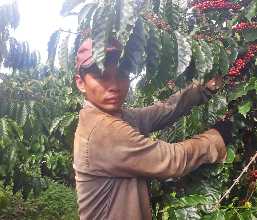 Không thuê được lao động nên vợ chồng anh Nguyễn Văn Vương (làng Mui, xã Bình Giáo, huyện Chư Prông) đành phải tự thu hái cà phê. Ảnh: Khánh Phong