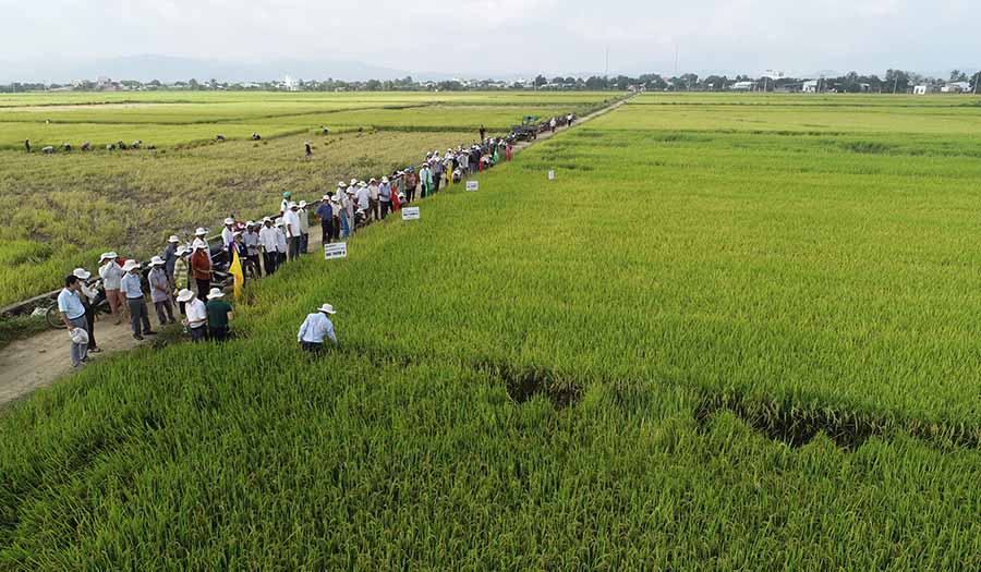 Nhiều giống lúa chất lượng cao được huyện Phú Thiện đưa vào sản xuất trên những cánh đồng lớn. Ảnh: Ngọc Sang