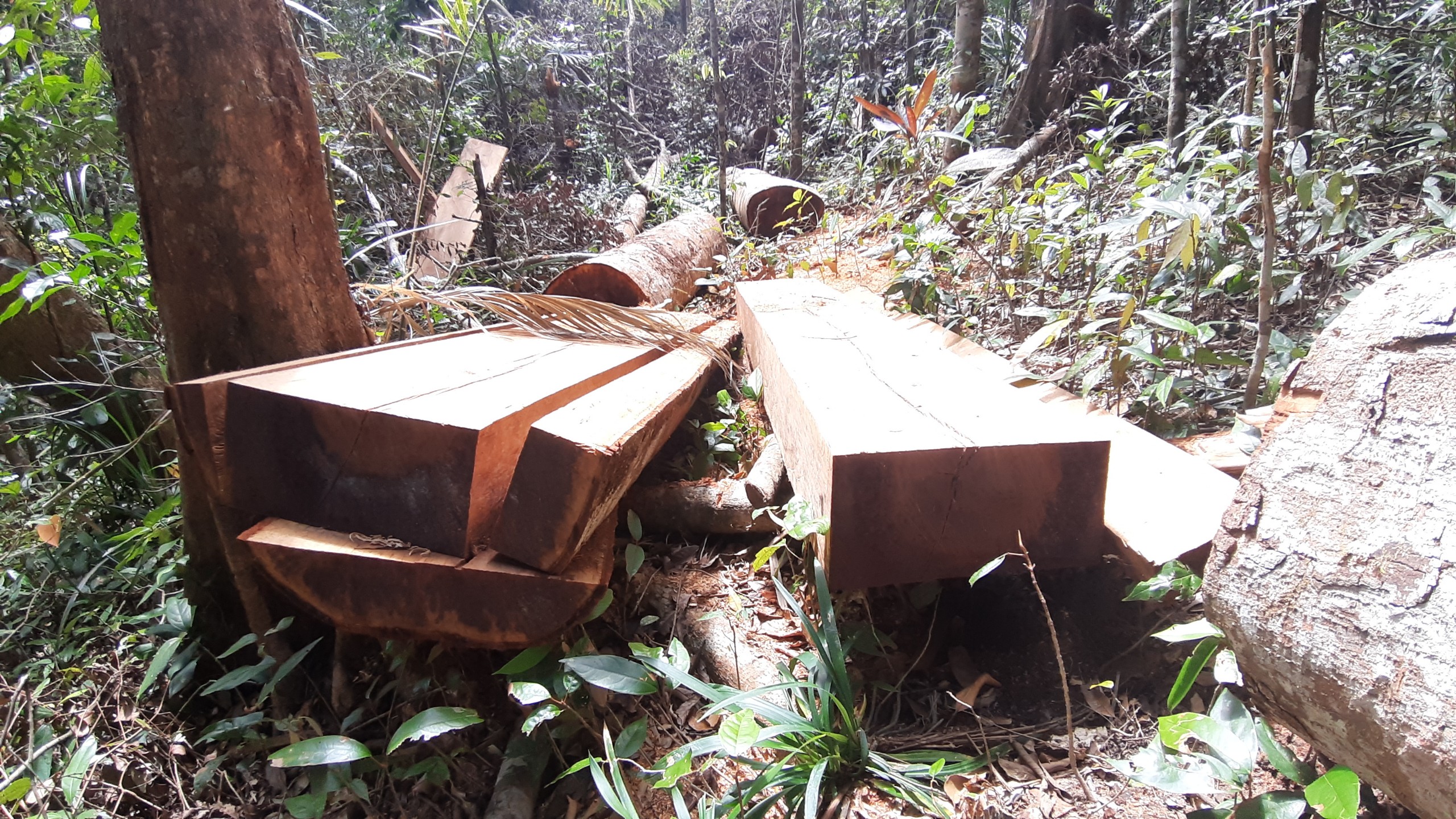  Một cây gỗ tại lâm phần 273 Ban Quản lý Rừng phòng hộ Bắc Ia Grai bị cưa hạ. Ảnh: Nguyễn Tú