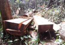 Vụ phá rừng phòng hộ Bắc Ia Grai gây thiệt hại hơn 4,3 m3 gỗ