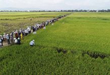 Phú Thiện hợp tác sản xuất lúa chất lượng cao