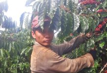 Gia Lai khan hiếm lao động thu hoạch cà phê