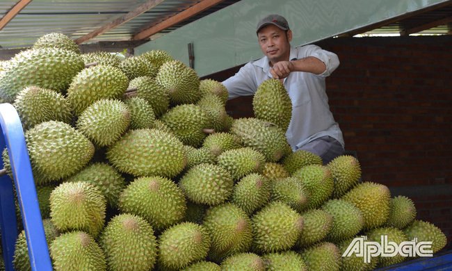 Tiền Giang: Giá sầu riêng đột ngột tăng cao chưa từng có, nhưng hỏi mua 10 chủ vườn thì 9 ông lắc đầu, vì sao?