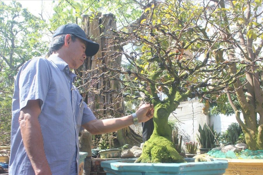 Vườn mai của ông Trương Minh Hào, đường Phạm Ngọc Thạch, phường Yên Thế, TP.Pleiku, Gia Lai chăm sóc cho hơn 4.000 cây mai