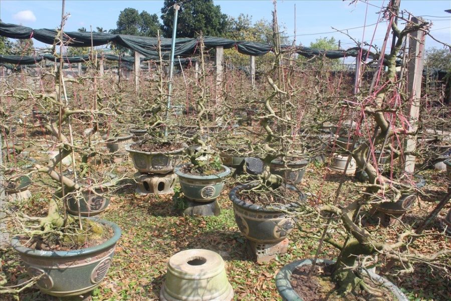 Hầu hết, mai vườn ở Gia Lai được đem đi phân phối bán hàng ở các chợ xuân các tỉnh Tây Nguyên, Đà Nẵng, Khánh Hòa…