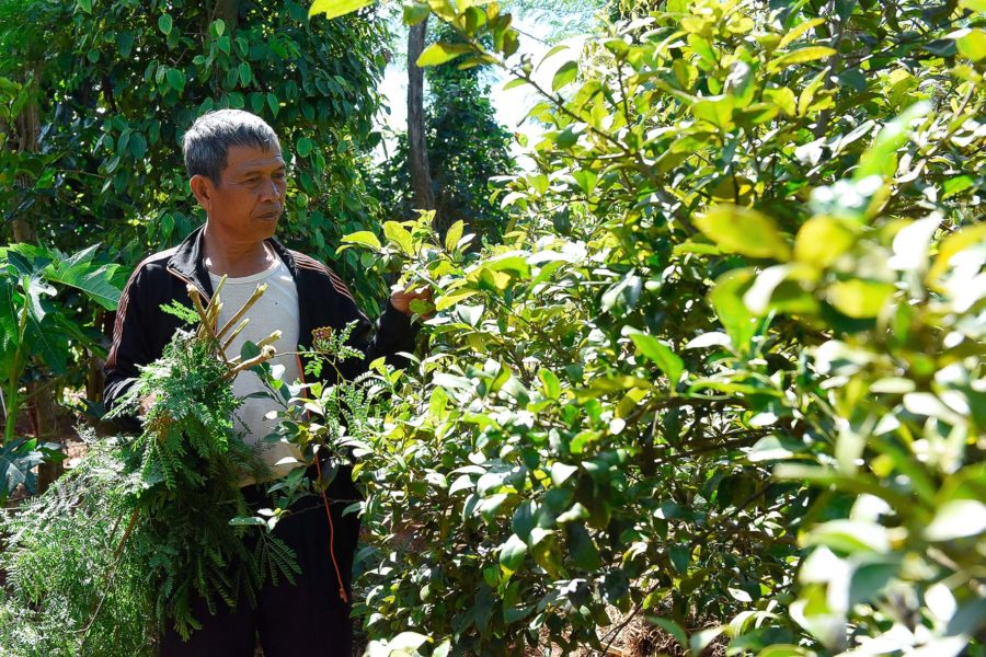5.Ngoài trồng chuối, năm 2017, gia đình ông Kê còn trồng nhiều loại cây ăn trái trên cùng 1 diện tích như: sầu riêng, nhãn, mít... cho thu nhập cao.
