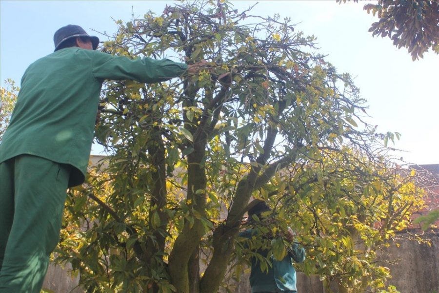 Nhiều chủ vườn mai ở phố núi Pleiku, Gia Lai thuê 10-15 nhân công hái lá, tỉa cành để cho cây mai nở đúng dịp Tết