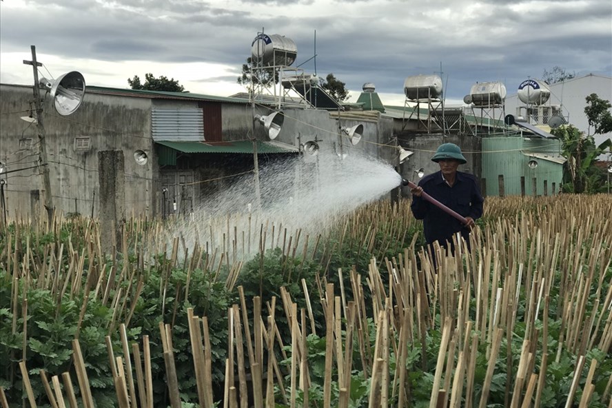 Người nông dân phố núi Pleiku, Gia Lai phun tưới nước chăm sóc cho vườn hoa cúc dịp gần Tết. Ảnh TTuấn