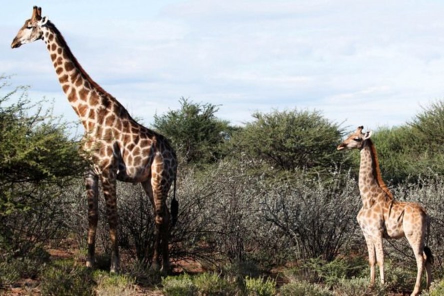 Con hươu cao cổ lùn Nigel (bên phải) và một con hươu cao cổ đực trưởng thành ở Nambia. Ảnh: BMC Research Notes