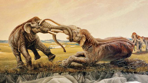 Voi ma mút tồn tại ở thế Pliocen (thế Thượng Tân), khoảng 4,8 triệu năm đến 4.500 năm trước. Trước khi bị tuyệt chủng, loài voi này sống trải đều trên Trái Đất trong giai đoạn cuối kỷ Băng Hà. Theo nhà cổ sinh vật học người Đức, giáo sư Ralf-Dietrich Kahlke, duy nhất loài bò rừng (Bison priscus) có phạm vi phân bố rộng như loài voi ma mút trong thời kỳ cuối của kỷ Băng Hà.