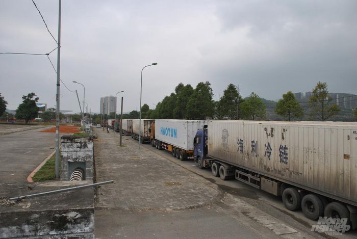 Xe thùng rỗng vây cửa khẩu Kim Thành Ảnh 8