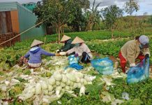 Thăng trầm nghề trồng rau ở vùng ven đô thị Pleiku