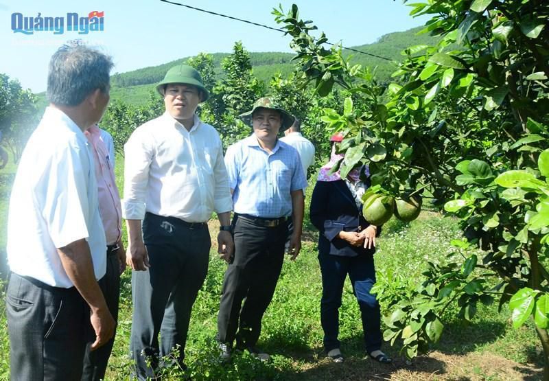 Kiểm tra khôi phục sản xuất vùng trồng cây ăn quả huyện Nghĩa Hành Ảnh 1