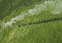 Vi khuẩn lam làm cho mặt nước biến thành màu xanh lục ở Ohio, Mỹ - Ảnh: NATIONAL GEOGRAPHIC