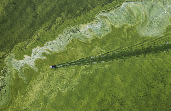 Vi khuẩn lam làm cho mặt nước biến thành màu xanh lục ở Ohio, Mỹ - Ảnh: NATIONAL GEOGRAPHIC