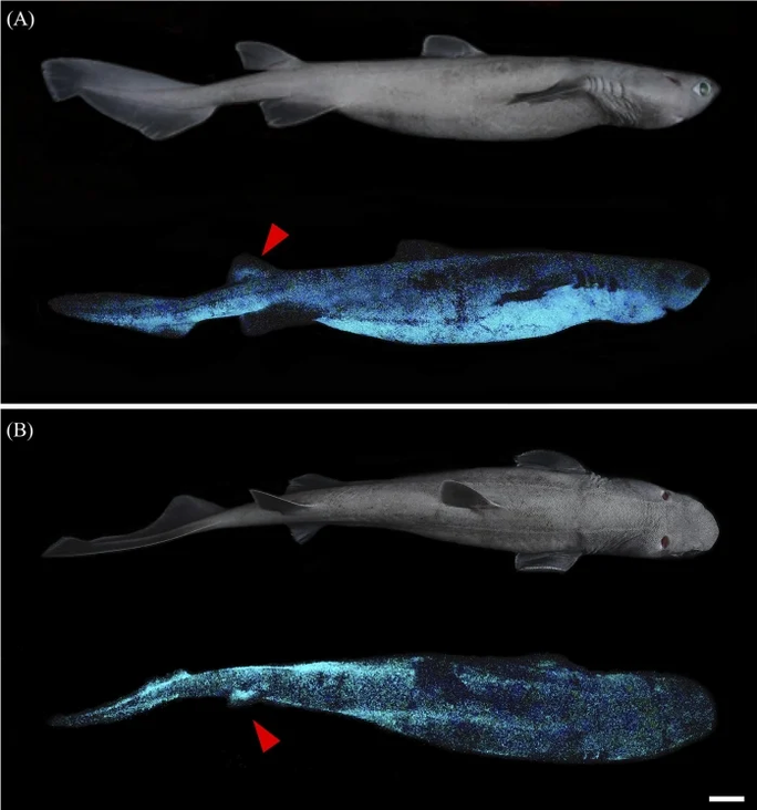 Cá mập vây diều khi không phát sáng và khi phát ra ánh sáng xanh ma quái - Ảnh: Jérôme Mallefet