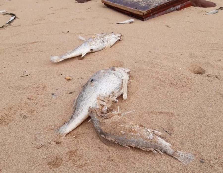 Cá chết bất thường dạt vào bãi biển ở Nghệ An chưa rõ nguyên nhân Ảnh 1