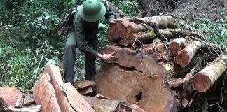 Gia Lai: Đưa rừng gỗ quý vào quy hoạch rừng đặc dụng để bảo vệ