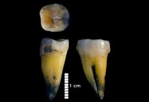 Răng hàm dưới của người hiện đại được tìm thấy trong hang Bacho Kiro ở Bulgaria. Ảnh: Viện nhân chủng học tiến hóa Max Planck