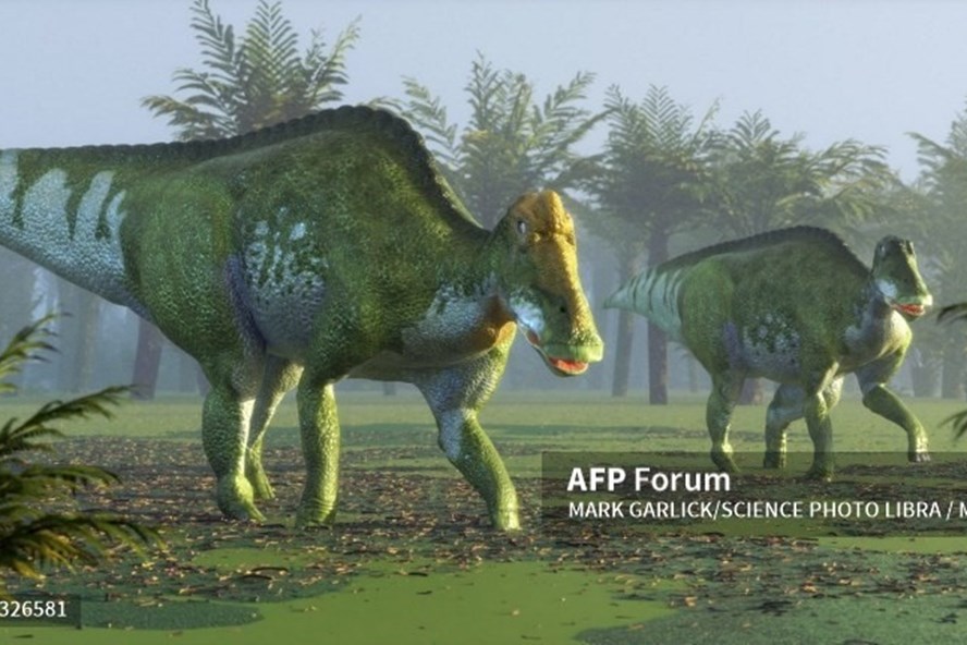 Chi Edmontosaurus - thuộc họ khủng long mỏ vịt. Ảnh: AFP